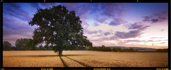 Tree Summer